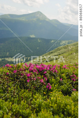 Pink rhododendron flowers on summer mountain. Carpathian mountains, Ukraine, Europe. Discover the beauty of earth. Tourism concept 86066657