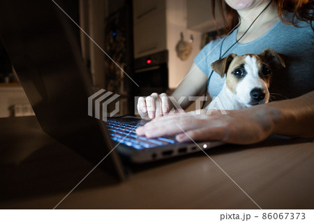 Faceless woman studying at a laptop. A female freelancer getting ready works from home in the kitchen late in the evening. Puppy Jack Russell Terrier on the lap of the owner. Work in quarantine. Faceless woman studying at a laptop. A female freelancer getting ready works from home in the kitchen late in the evening. Puppy Jack Russell Terrier on the lap of the owner. Work in quarantine. 86067373