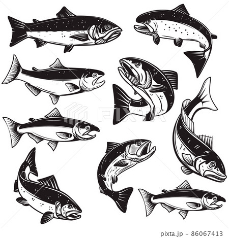 Set of Illustrations of salmon fish in engraving style. Design element for logo, label, sign, emblem, poster. Vector illustration 86067413