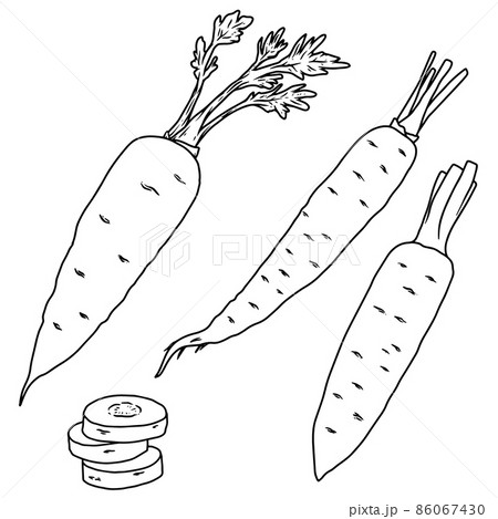 Set of illustration of carrot in line style. Design element for emblem, sign, poster, card, banner, flyer. Vector illustration 86067430
