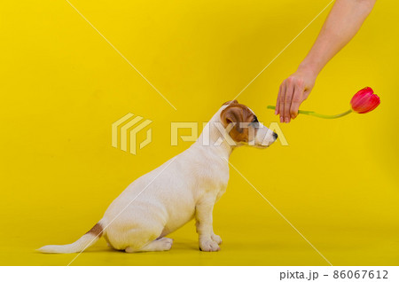 A naughty dog is jumping for a tulip in the studio on a yellow background. Funny puppy Jack Russell Terrier plays with his master and hunts for a Dutch flower. A naughty dog is jumping for a tulip in the studio on a yellow background. Funny puppy Jack Russell Terrier plays with his master and hunts for a Dutch flower. 86067612