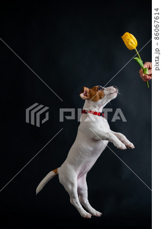 Woman teases funny puppy with flower in studio. Little mischievous dog hunts for a tulip on a black background. Female hand plays with jack russell terrier. Woman teases funny puppy with flower in studio. Little mischievous dog hunts for a tulip on a black background. Female hand plays with jack russell terrier. 86067614