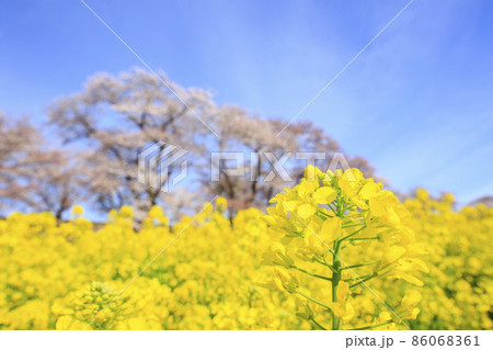 三次市尾関山公園近くの川岸の桜と菜の花畑 86068361
