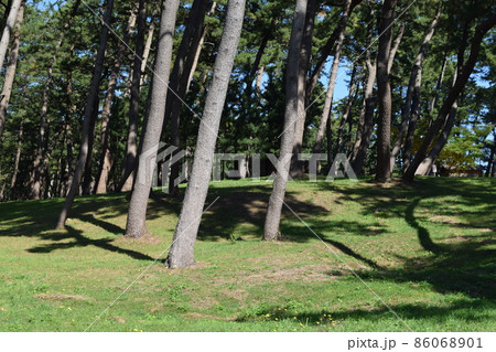 松林 海岸砂防林 山形県庄内 松林 海岸砂防林 山形県庄内 86068901