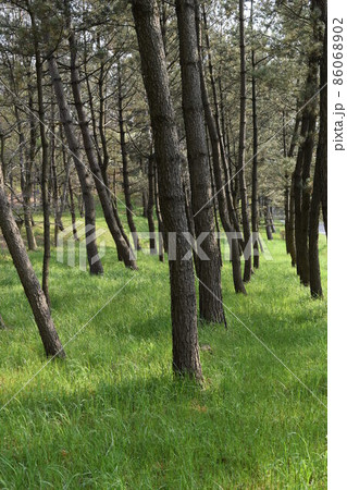 松林 海岸砂防林 山形県庄内 松林 海岸砂防林 山形県庄内 86068902