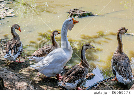 Beautiful geese near the pond in the zoo of a country hotel Beautiful geese near the pond in the zoo of a country hotel 86069578