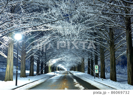 雪のメタセコイア並木 86069732