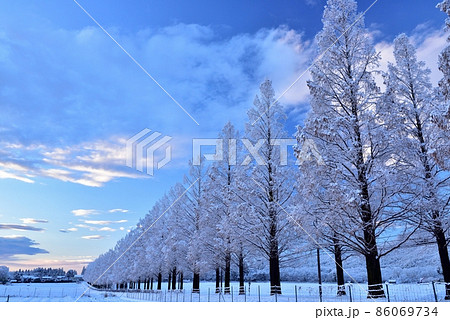 雪のメタセコイア並木 雪のメタセコイア並木 86069734