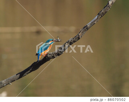 獲ったぞー！ 86070502