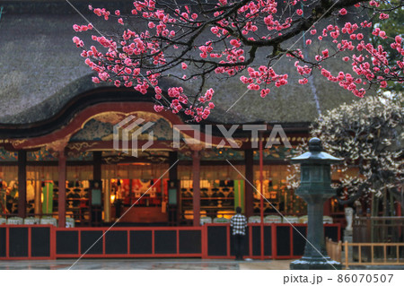 梅の花咲く太宰府天満宮 86070507