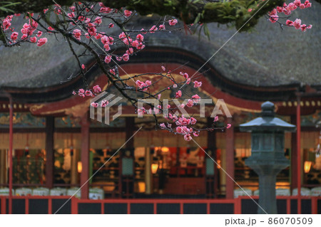 梅の花咲く太宰府天満宮 86070509