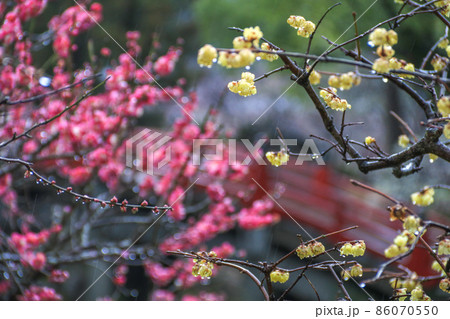 梅の花咲く太宰府天満宮 86070550