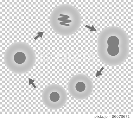 Illustration of cells dividing and proliferating Illustration of cells dividing and proliferating 86070671