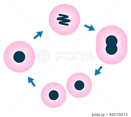 細胞が分裂して増殖するイラストのイラスト素材