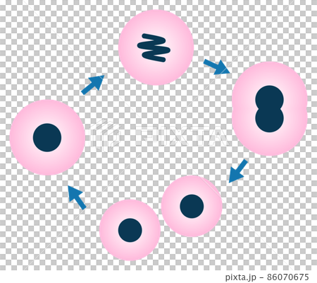 細胞が分裂して増殖するイラスト 86070675