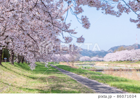 「埼玉県」こだま千本桜 86071034
