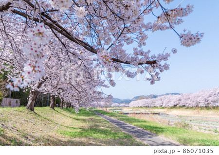 「埼玉県」こだま千本桜 「埼玉県」こだま千本桜 86071035