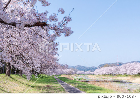 「埼玉県」こだま千本桜 86071037