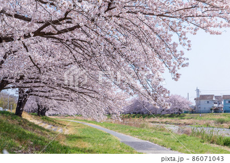 「埼玉県」こだま千本桜 「埼玉県」こだま千本桜 86071043