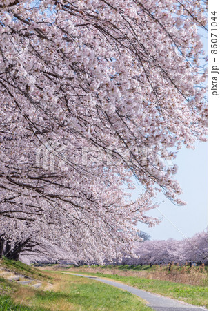 「埼玉県」こだま千本桜 86071044