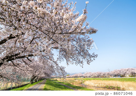 「埼玉県」こだま千本桜 86071046