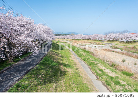 空撮「埼玉県」こだま千本桜 86071095