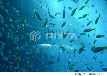 シーアクアリウム水族館（セントーサ島）／シンガポール 86071139