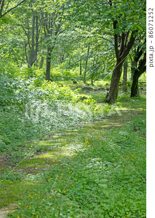 公園の散歩道(一向台) 公園の散歩道(一向台) 86071252
