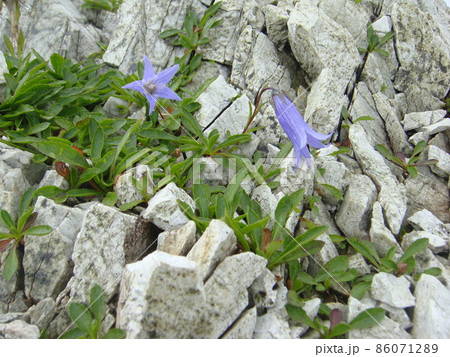 森林限界 86071289