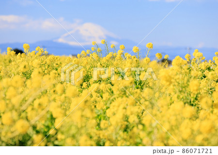丘の上に咲く菜の花と雪をかぶった富士山 丘の上に咲く菜の花と雪をかぶった富士山 86071721