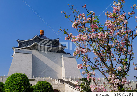 Close up shot of pink cherry tree blossom in National Chiang Kai-shek Memorial Hall Close up shot of pink cherry tree blossom in National Chiang Kai-shek Memorial Hall 86071991