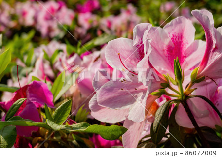 Close up shot of the beautiful Azalea blossom 86072009