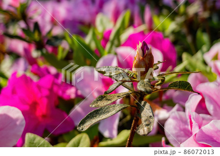 Close up shot of the beautiful Azalea blossom Close up shot of the beautiful Azalea blossom 86072013