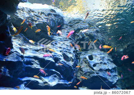 シーアクアリウム水族館（セントーサ島）／シンガポール 86072067