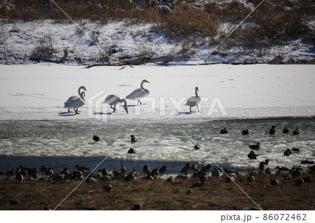 動物 野鳥 屋外 86072462