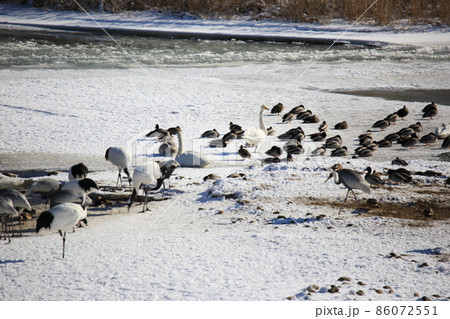 動物 野鳥 屋外 86072551