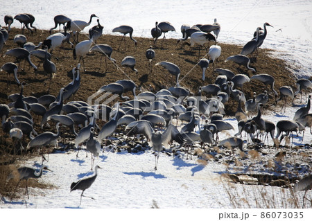 渡り鳥 晴れ 外 86073035