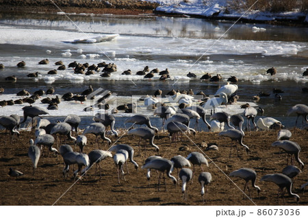 タンチョウ 野鳥 冬 86073036