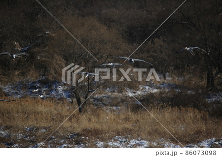 渡り鳥 晴れ 外 86073098