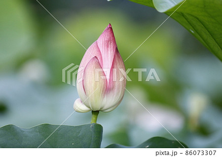 台湾 睡蓮 スイレン 86073307