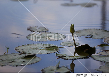 温帯スイレン 睡蓮 スイレン 86073605