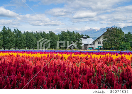 花畑のカーペット (日本 - 北海道 - ファーム富田) 86074352