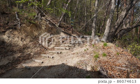 自然 樹木 森林 86074613