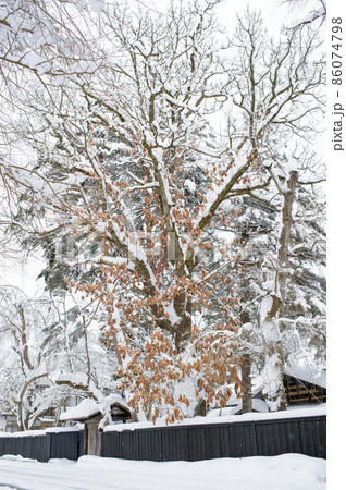 カシワの巨樹 雪国の武家屋敷 角館 カシワの巨樹 雪国の武家屋敷 角館 86074798
