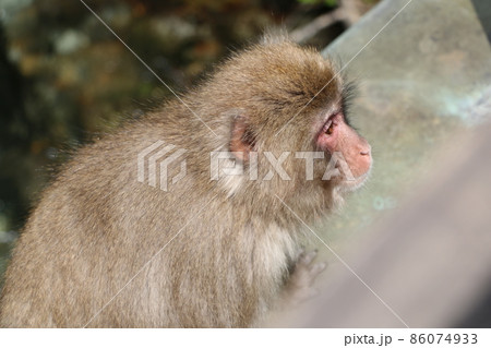 可愛い動物 86074933