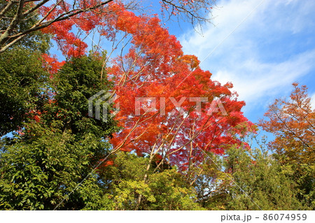 鮮やか紅葉イロハモミジ 86074959