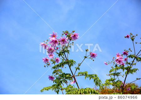 皇帝ダリアの花 皇帝ダリアの花 86074966