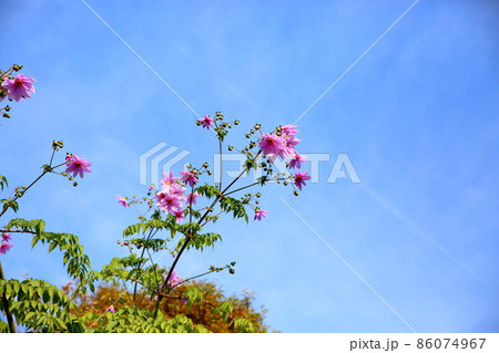皇帝ダリアの花 86074967