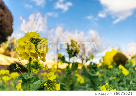 満開の菜の花 クローズアップ 満開の菜の花 クローズアップ 86075621