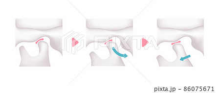 正常な顎（あご）の開閉の仕組み ベクターイラスト (文字なし) 86075671